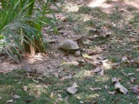 Tortoise (2)