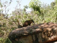 Quati (Nasua nasua) Ring-tailed coati (2)