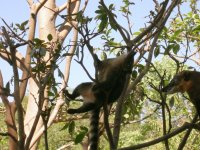 Quati (Nasua nasua) Ring-tailed coati (3)