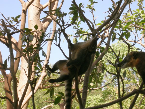 Quati (Nasua nasua) Ring-tailed coati (3)