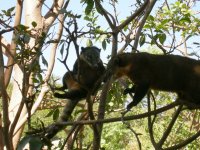Quati (Nasua nasua) Ring-tailed coati (4)