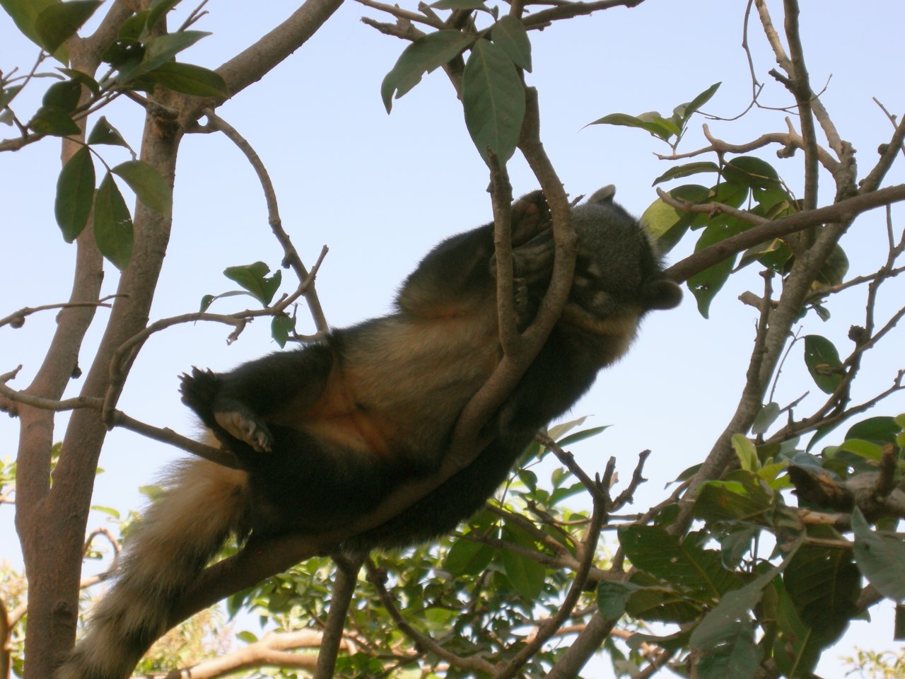 Quati (Nasua nasua) Ring-tailed coati (5)