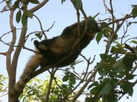 Quati (Nasua nasua) Ring-tailed coati (6)