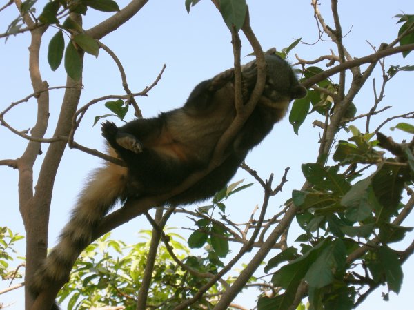 Quati (Nasua nasua) Ring-tailed coati (6)