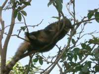 Quati (Nasua nasua) Ring-tailed coati (7)