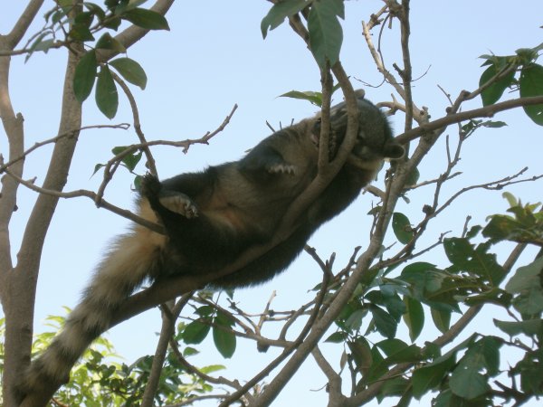 Quati (Nasua nasua) Ring-tailed coati (7)