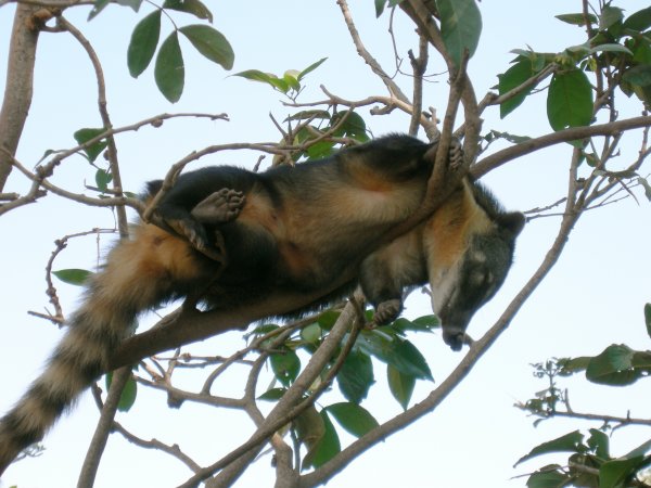 Quati (Nasua nasua) Ring-tailed coati (8)