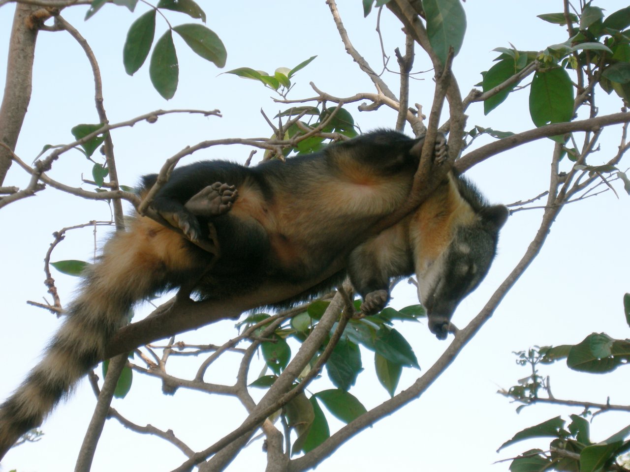 Quati (Nasua nasua) Ring-tailed coati (8)