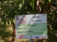 Quati (Nasua nasua) sign