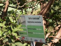 Tatu Cascudo (Ephractus sexcintus) Yellow armadillo -- we never ended up seeing one