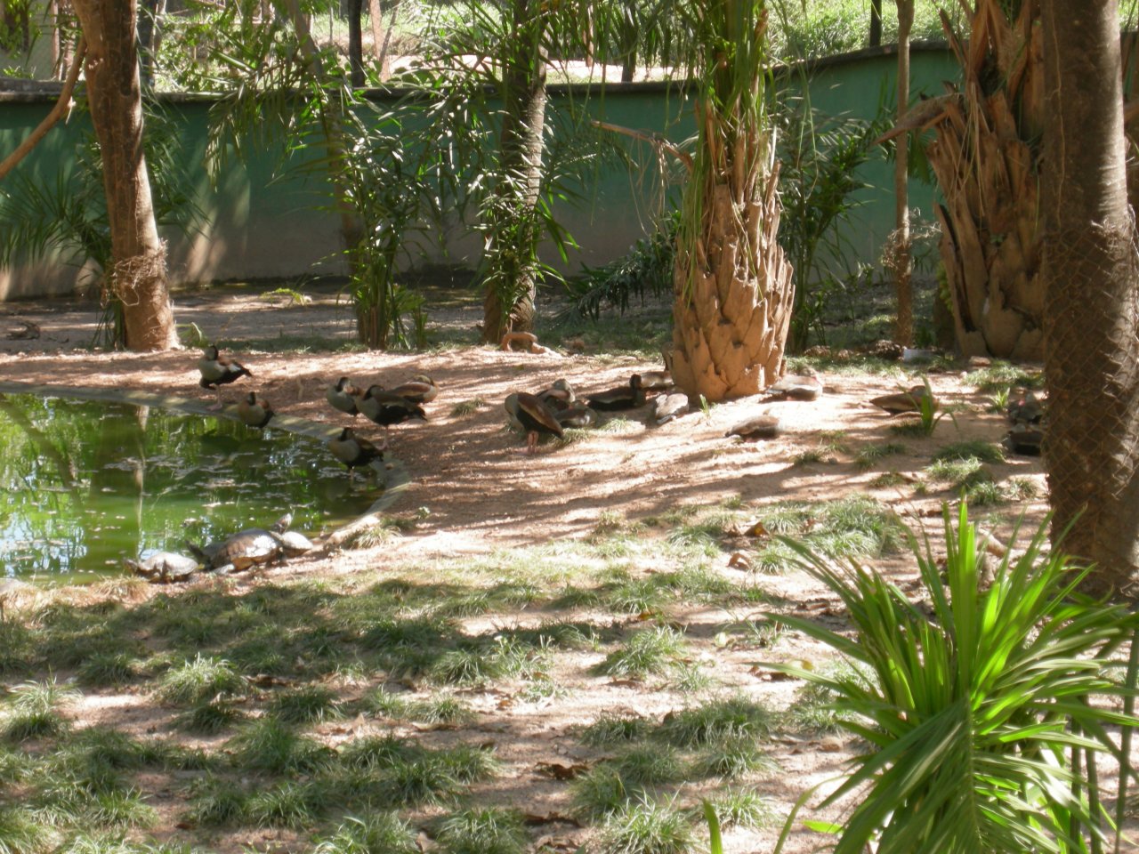 ducks