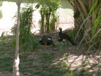 Mutum Pinima (Crax fasciolata fasciolata) Bare-faced Curassow