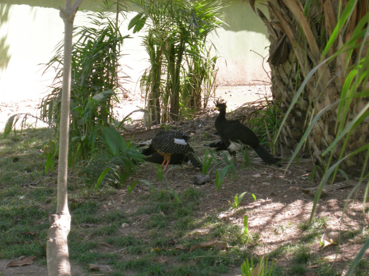 Mutum Pinima (Crax fasciolata fasciolata) Bare-faced Curassow