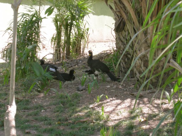 Mutum Pinima (Crax fasciolata fasciolata) Bare-faced Curassow (2)