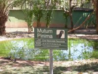 Mutum Pinima (Crax fasciolata fasciolata) sign