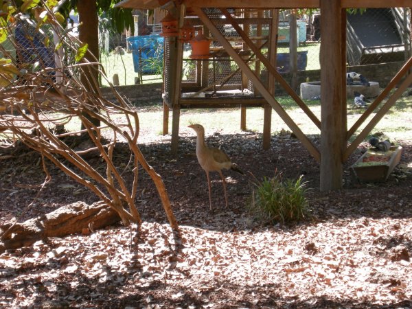 Seriema (Cariama cristata)