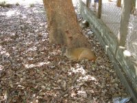 another deer  :)