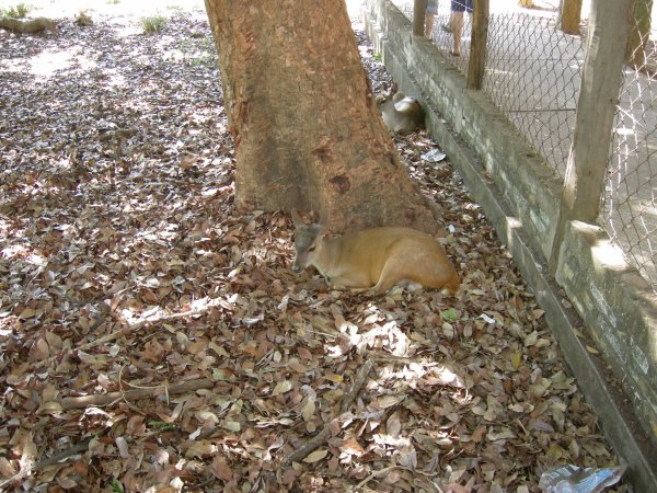 another deer  :)