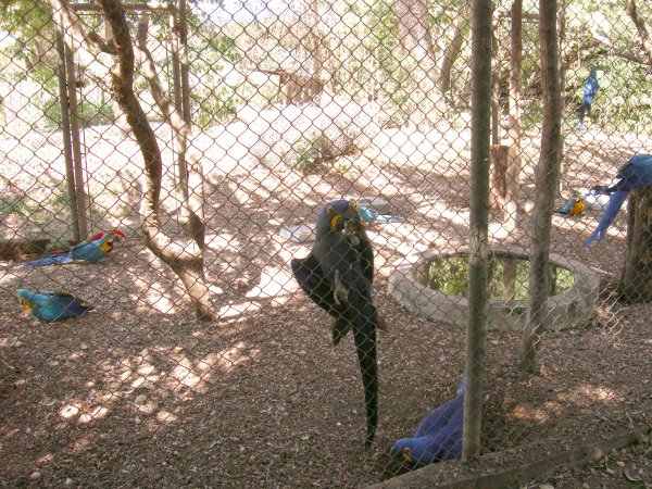 Arara Azul Grande (Anodorhynchus hyacinthinus) Hyacinth macaw