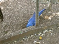 Hyacinth macaw trying to dig an escape route