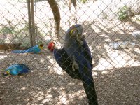 Hyacinth macaw on the fence
