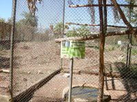 Arara Canindé (Ara ararauna) Macaw