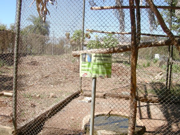 Arara Canindé (Ara ararauna) Macaw