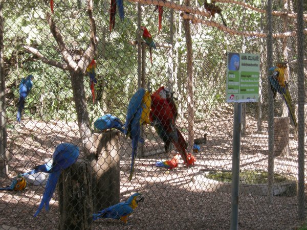 more parrots and macaws