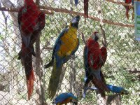 more parrots and macaws (2)