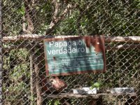 Papagaio verdadeiro (Amazona aestiva aestiva) sign