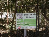 Corujão Orelhudo (Bubo virginianus) sign