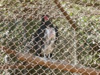 Urubu Rei (Sarcoramphus papa) King Vulture