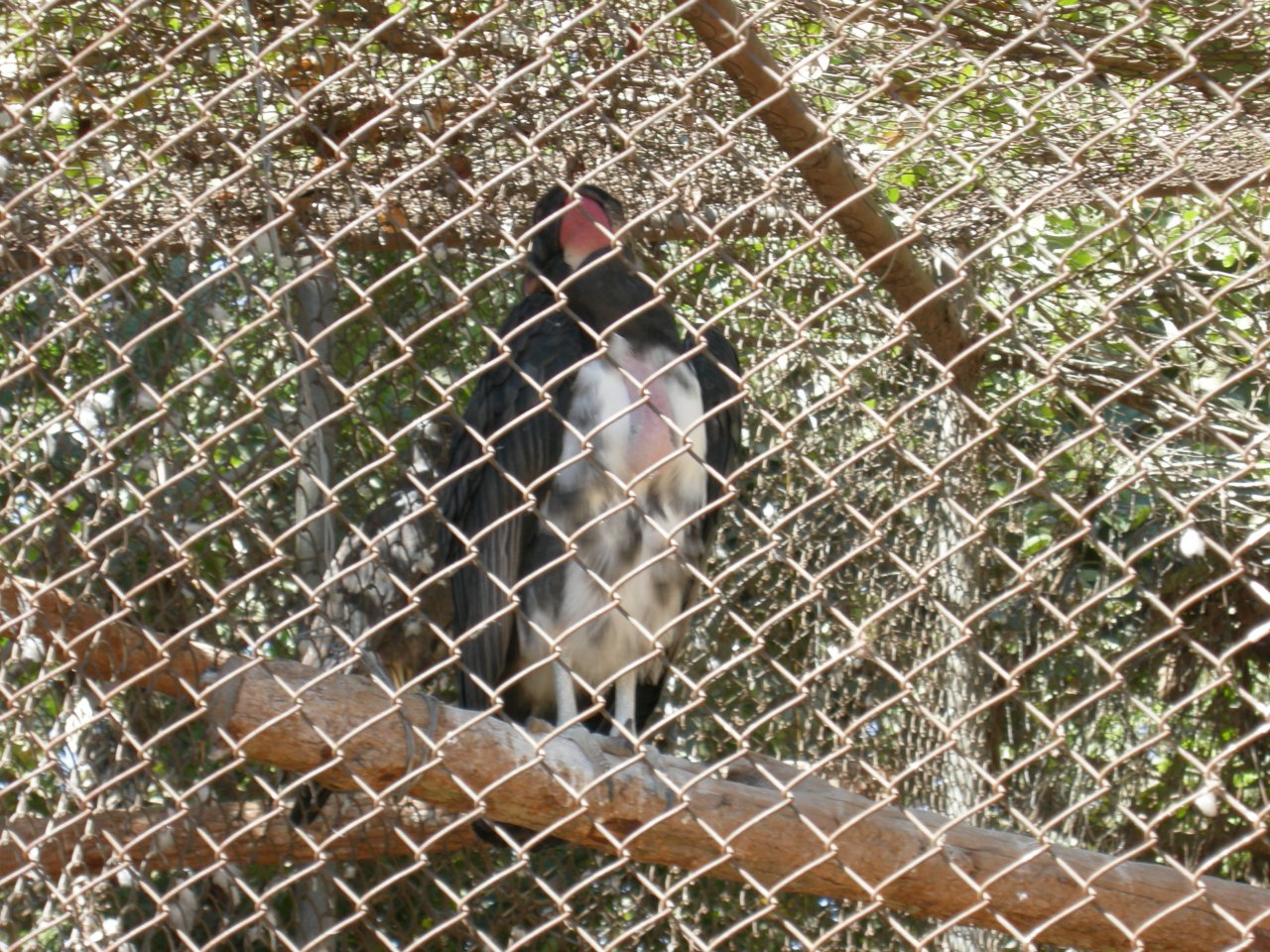 Urubu Rei (Sarcoramphus papa) King Vulture