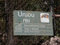 Urubu Rei (Sarcoramphus papa) sign