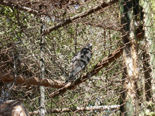 some kind of black hawk (no sign)