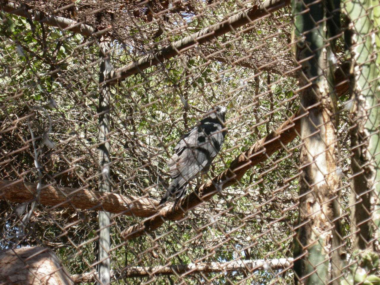 some kind of black hawk (no sign)