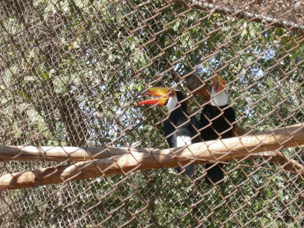 Tucano (Ramphastos toco) Toco Tucan