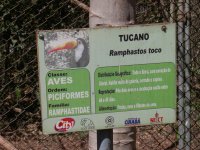 Tucano (Ramphastos toco) sign