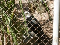 Gavião Pato (Spizastur melanoleucos) Black-and-White Hawk Eagle