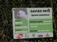 Gavião Pato (Spizastur melanoleucos) sign