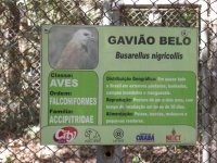 Gavião Belo (Busarellus nigricollis) sign