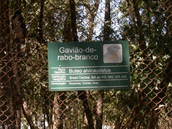 Gavião-de-rabo-branco (Buteo alvicaudatus) sign