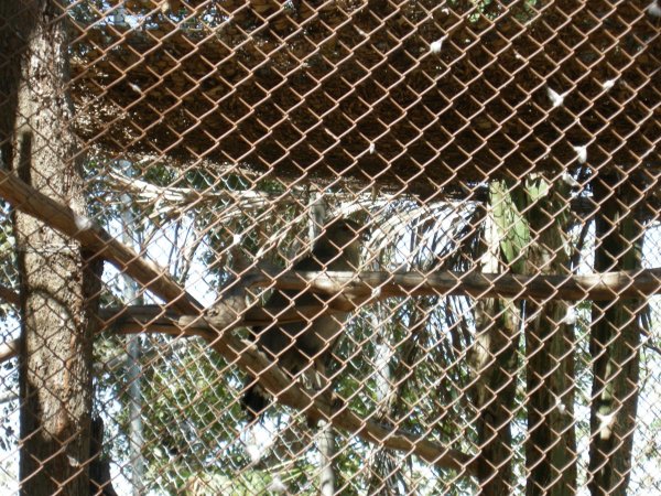 Aguia Cinzenta (Harpyhaliaetus coronatus) Crowned Eagle (2)