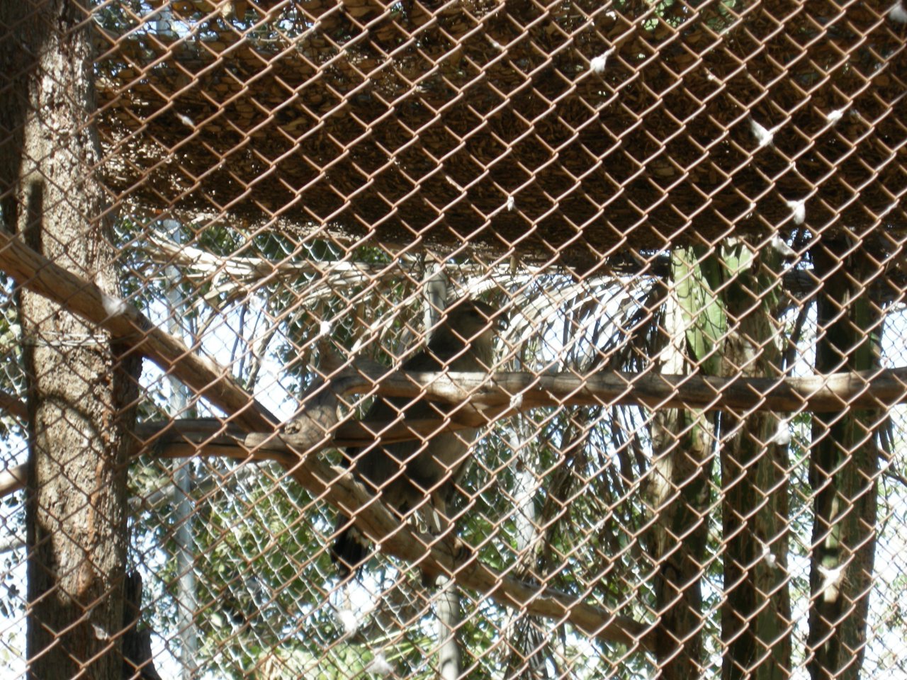 Aguia Cinzenta (Harpyhaliaetus coronatus) Crowned Eagle (2)