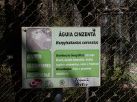 Aguia Cinzenta (Harpyhaliaetus coronatus) sign