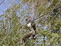 Gavião Real (Harpia harpyja) American harpy eagle