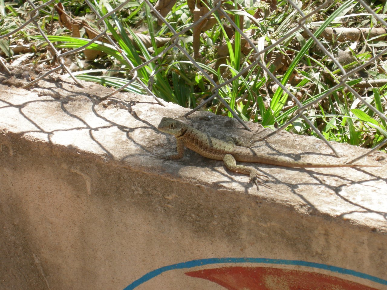 A lizard on the wall by the side of the walkway