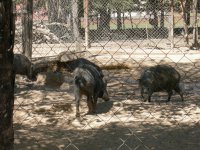 pigs!