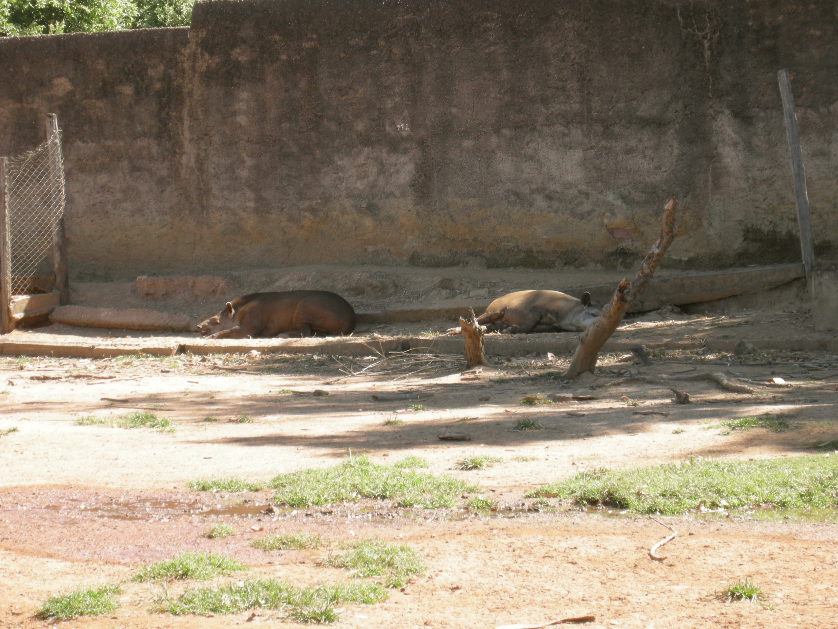 more tapirs