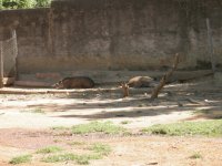 more tapirs